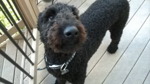 1956939_10204760915520884_2248651054282641527_o