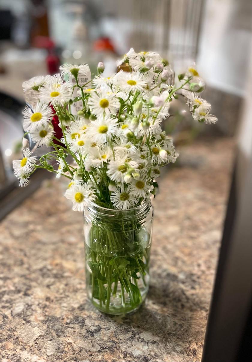 175039864_520187739150070_7909676313421377435_n